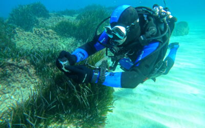 Un laboratorio de resiliencia marina